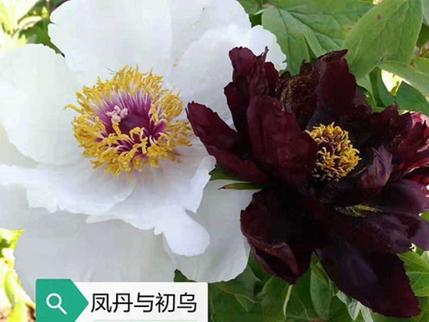 點(diǎn)擊查看詳細(xì)信息<br>標(biāo)題：丹鳳與初鳥 閱讀次數(shù)：970