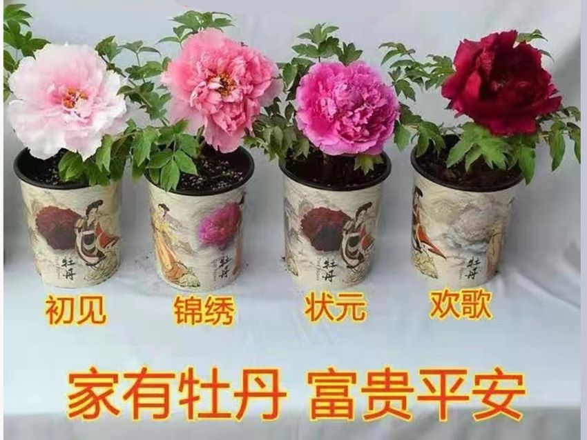 點擊查看詳細信息<br>標題：盆栽牡丹 閱讀次數：792