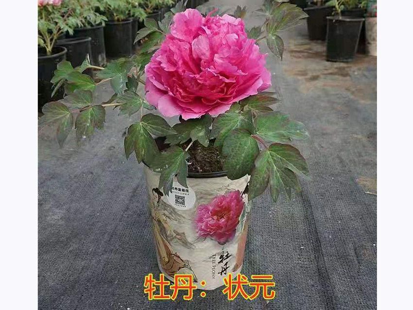 點擊查看詳細信息<br>標題：盆栽牡丹-狀元 閱讀次數：771