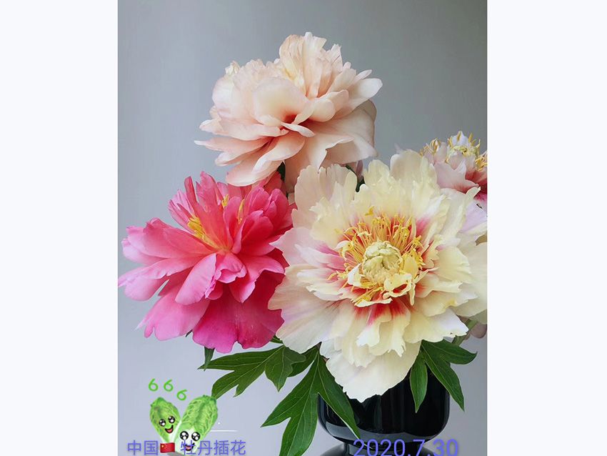 點擊查看詳細信息<br>標題：牡丹插花 閱讀次數：781
