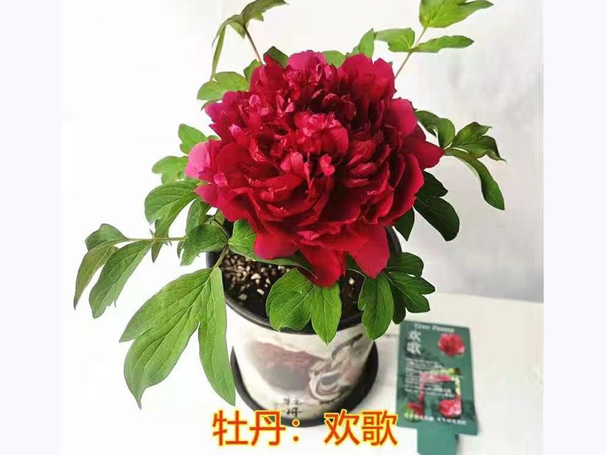 點擊查看詳細信息<br>標題：盆栽牡丹-歡歌 閱讀次數：793
