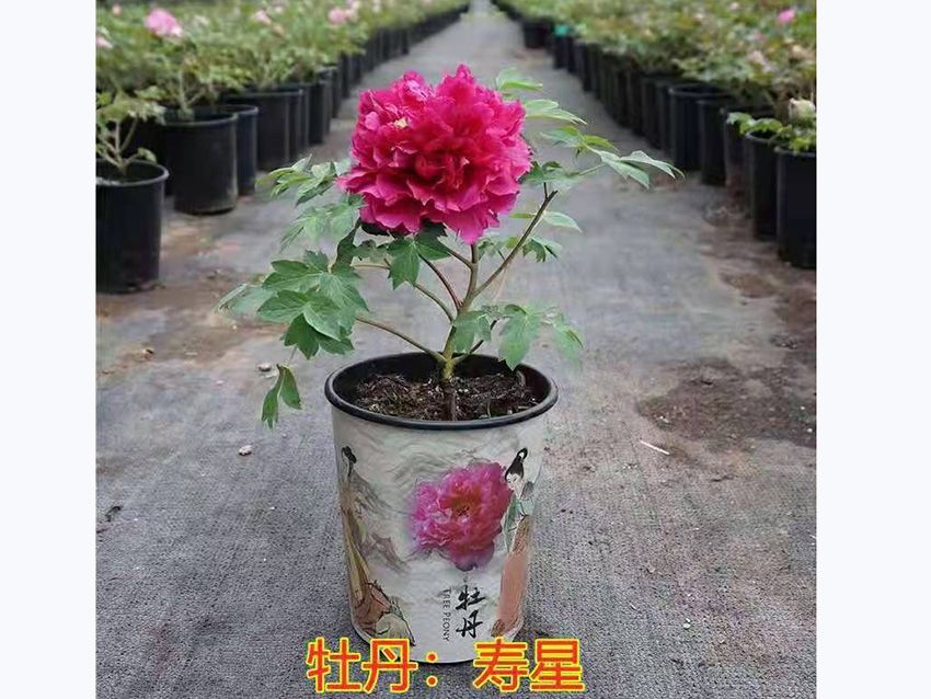 點擊查看詳細信息<br>標題：觀賞牡丹-壽星 閱讀次數：770