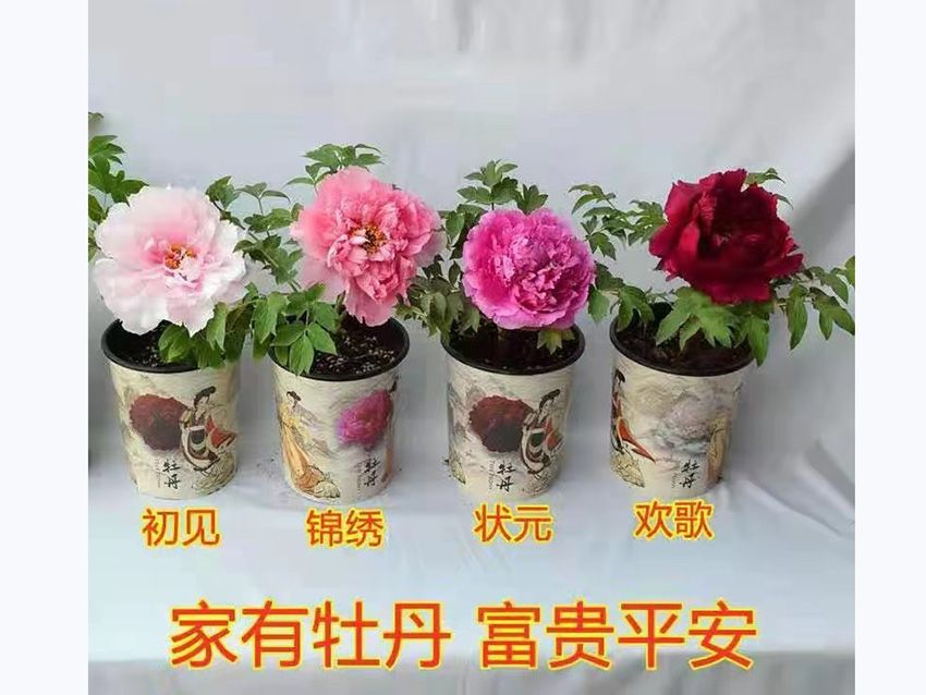 點擊查看詳細信息<br>標題：盆栽牡丹 閱讀次數：871