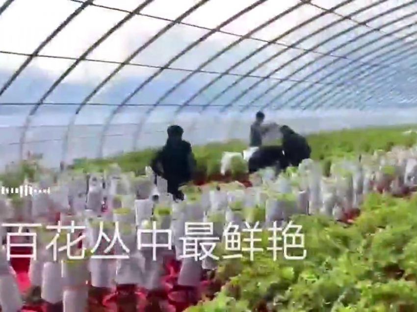 點(diǎn)擊查看詳細(xì)信息<br>標(biāo)題：盆栽牡丹培育基地視頻展示 閱讀次數(shù)：1169