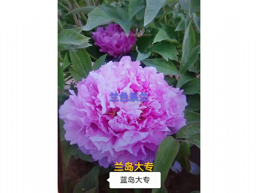 點(diǎn)擊查看詳細(xì)信息<br>標(biāo)題：藍(lán)島大專 閱讀次數(shù)：629