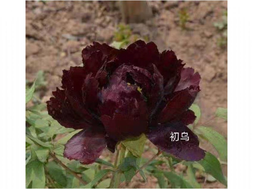 點(diǎn)擊查看詳細(xì)信息<br>標(biāo)題：初烏 閱讀次數(shù)：624