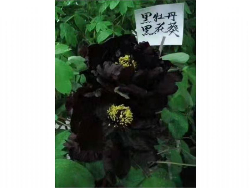 點(diǎn)擊查看詳細(xì)信息<br>標(biāo)題：黑花魁 閱讀次數(shù)：631