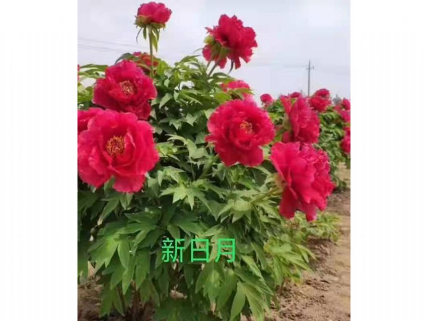 點(diǎn)擊查看詳細(xì)信息<br>標(biāo)題：新日月 閱讀次數(shù)：643