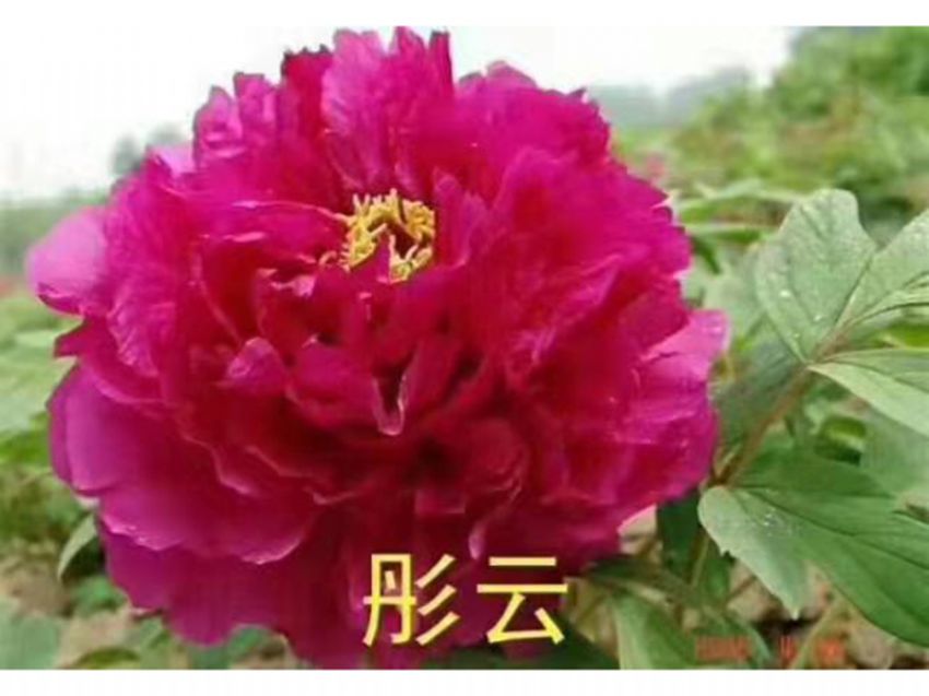 點(diǎn)擊查看詳細(xì)信息<br>標(biāo)題：彤云 閱讀次數(shù)：660