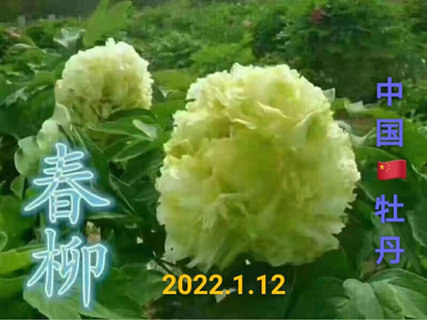 點(diǎn)擊查看詳細(xì)信息<br>標(biāo)題：春柳 閱讀次數(shù)：658