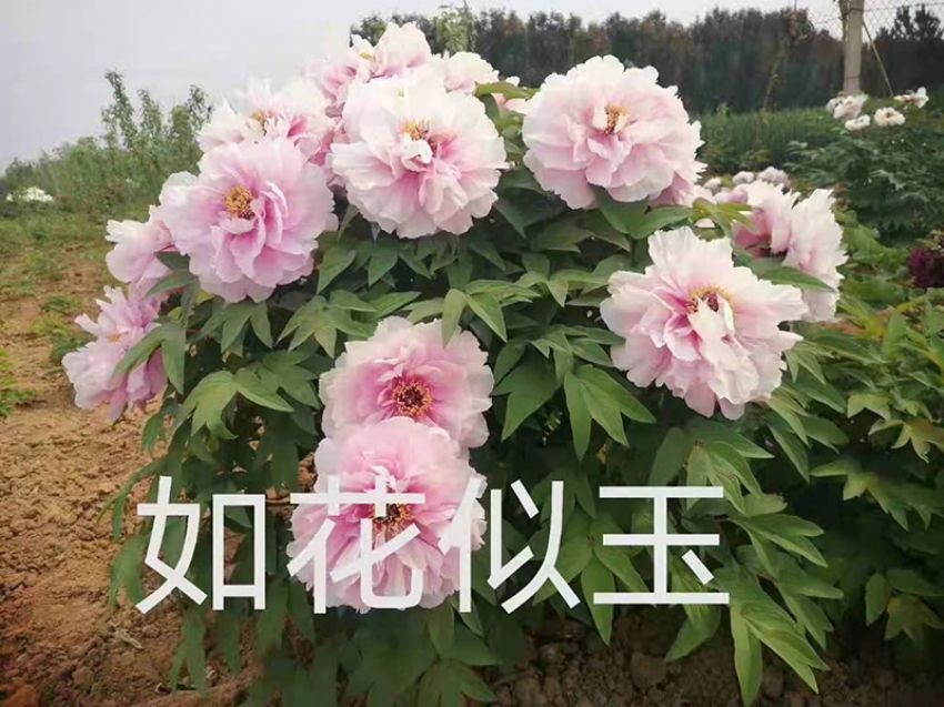 點(diǎn)擊查看詳細(xì)信息<br>標(biāo)題：如花似玉 閱讀次數(shù)：643