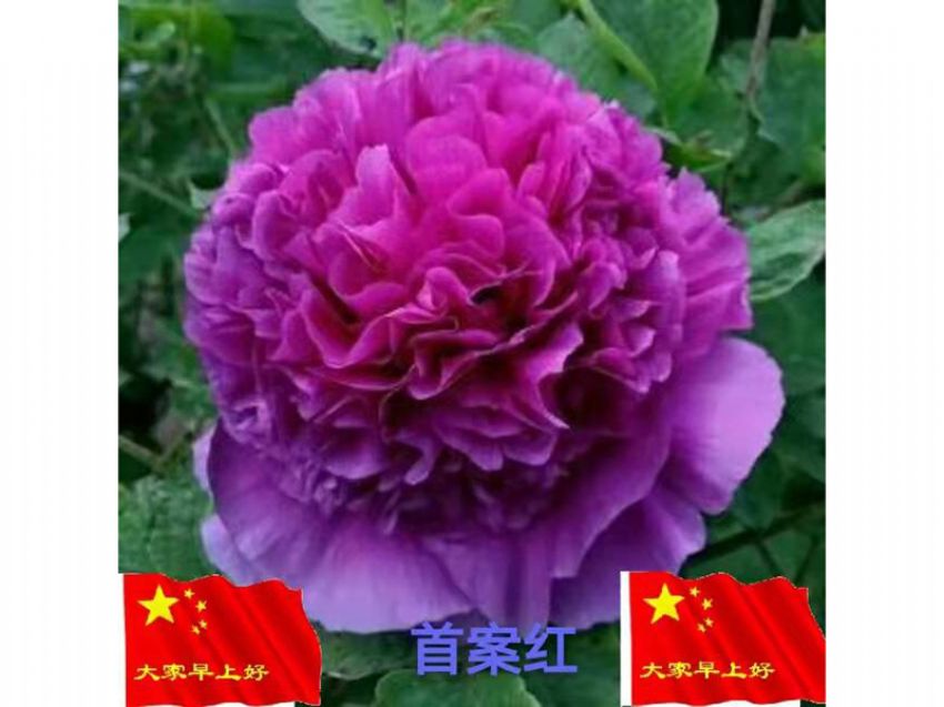 點(diǎn)擊查看詳細(xì)信息<br>標(biāo)題：首案紅 閱讀次數(shù)：618