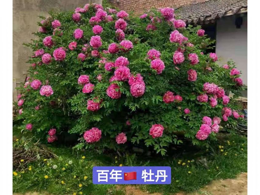 點(diǎn)擊查看詳細(xì)信息<br>標(biāo)題：百年牡丹王 閱讀次數(shù)：700