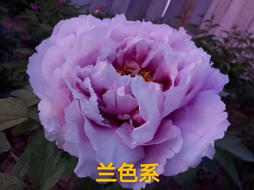 點(diǎn)擊查看詳細(xì)信息<br>標(biāo)題：蘭色系 閱讀次數(shù)：648