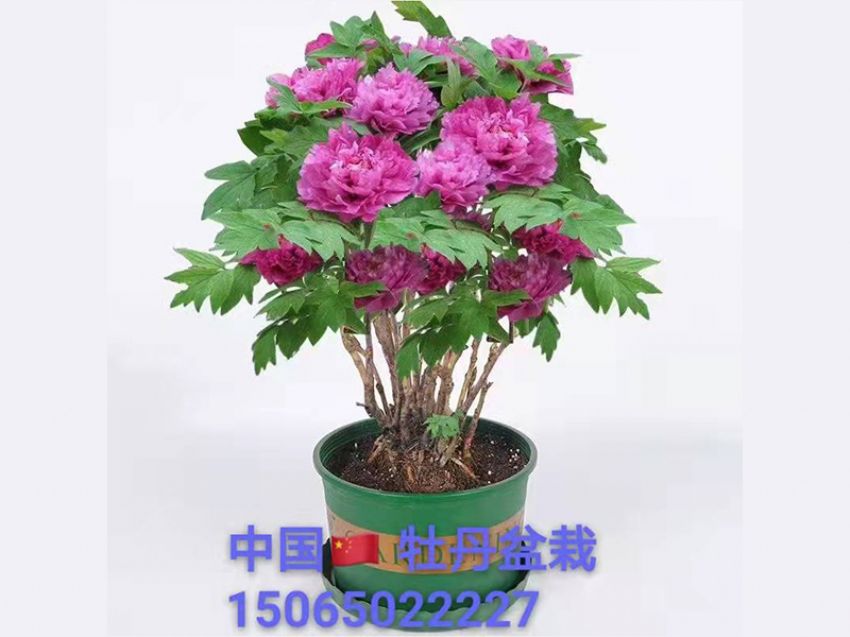 點(diǎn)擊查看詳細(xì)信息<br>標(biāo)題：盆栽牡丹 閱讀次數(shù)：649